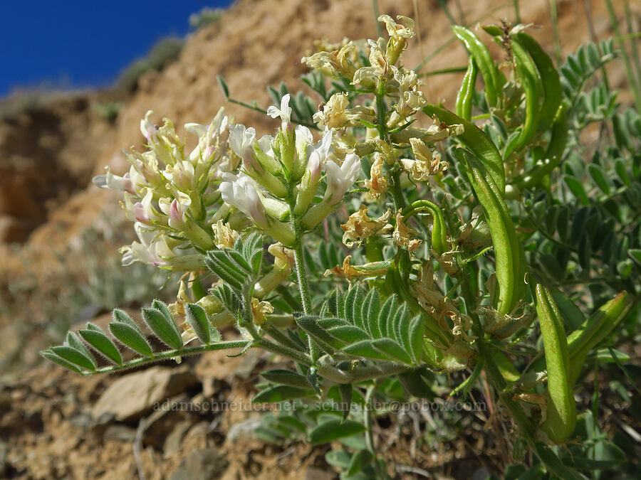 Columbia milk-vetch (Astragalus succumbens) [Highway 14, Klickitat County, Washington]