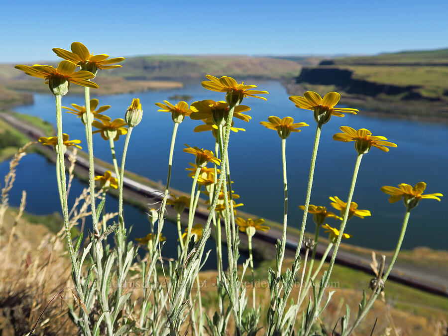 Oregon sunshine (Eriophyllum lanatum) [Highway 14, Klickitat County, Washington]