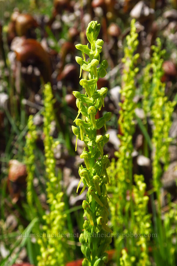 few-flowered bog orchid (Platanthera sparsiflora (Habenaria sparsiflora)) [Days Gulch Botanical Area, Rogue River-Siskiyou National Forest, Josephine County, Oregon]