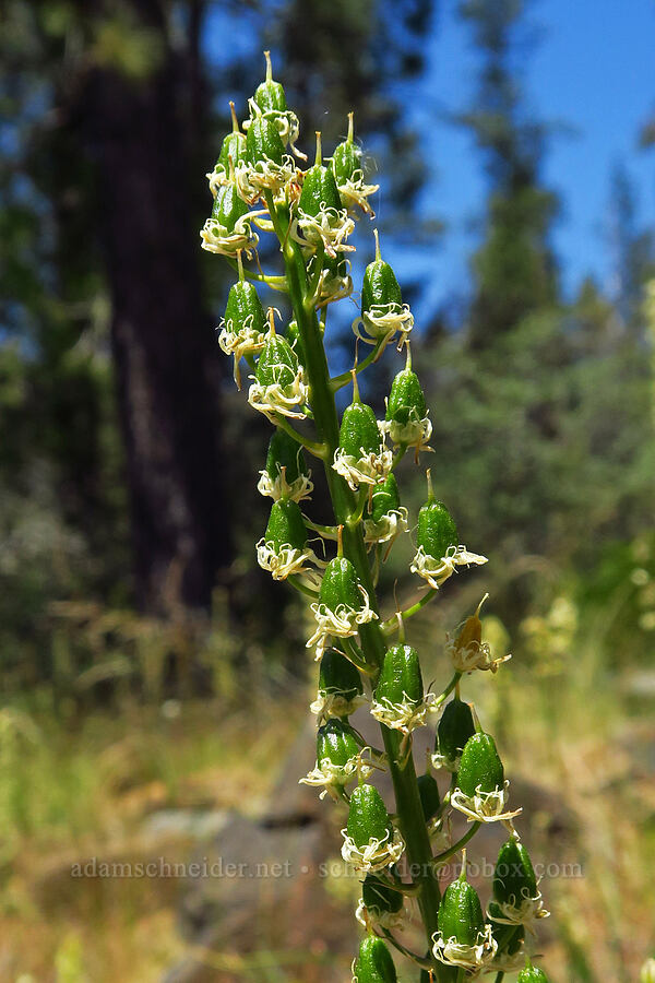 Klamath rush-lily, going to seed (Hastingsia serpentinicola (Hastingsia alba)) [Eight Dollar Bridge, Rogue River-Siskiyou National Forest, Josephine County, Oregon]