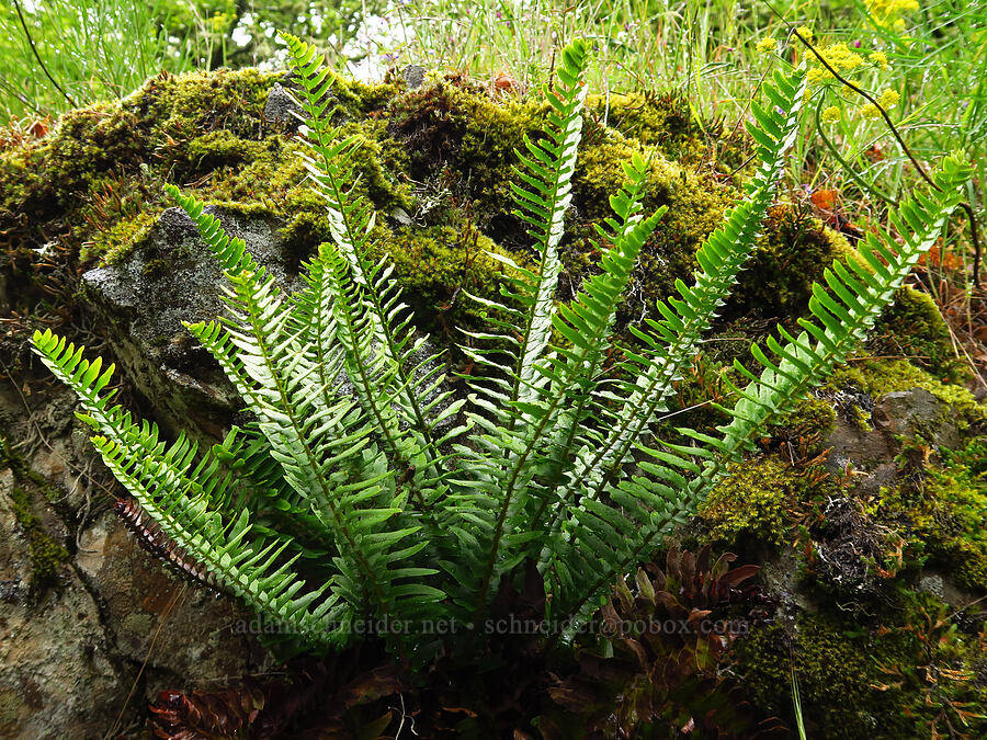 sword fern (Polystichum munitum) [Dog Mountain Trail, Gifford Pinchot National Forest, Skamania County, Washington]