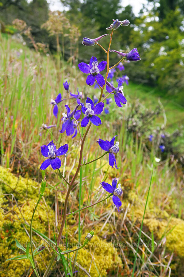 larkspur (Delphinium sp.) [Dog Mountain, Gifford Pinchot National Forest, Skamania County, Washington]