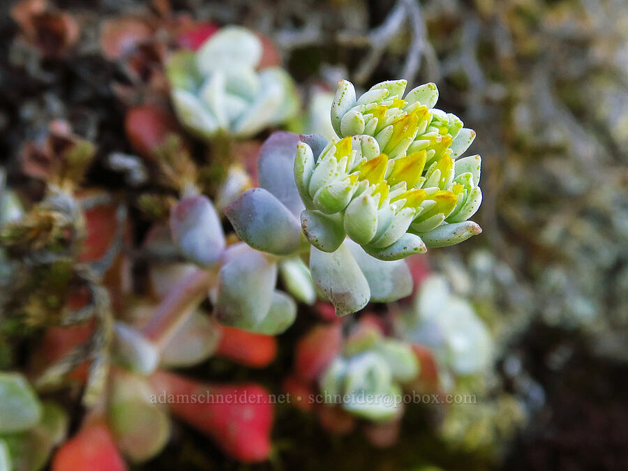 broad-leaf stonecrop, budding (Sedum spathulifolium) [Great Camas Patch, Skamania County, Washington]