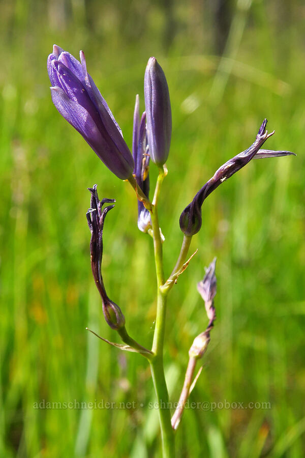 great camas, fading (Camassia leichtlinii ssp. suksdorfii) [Eight Dollar Mountain Botanical Area, Rogue River-Siskiyou National Forest, Josephine County, Oregon]