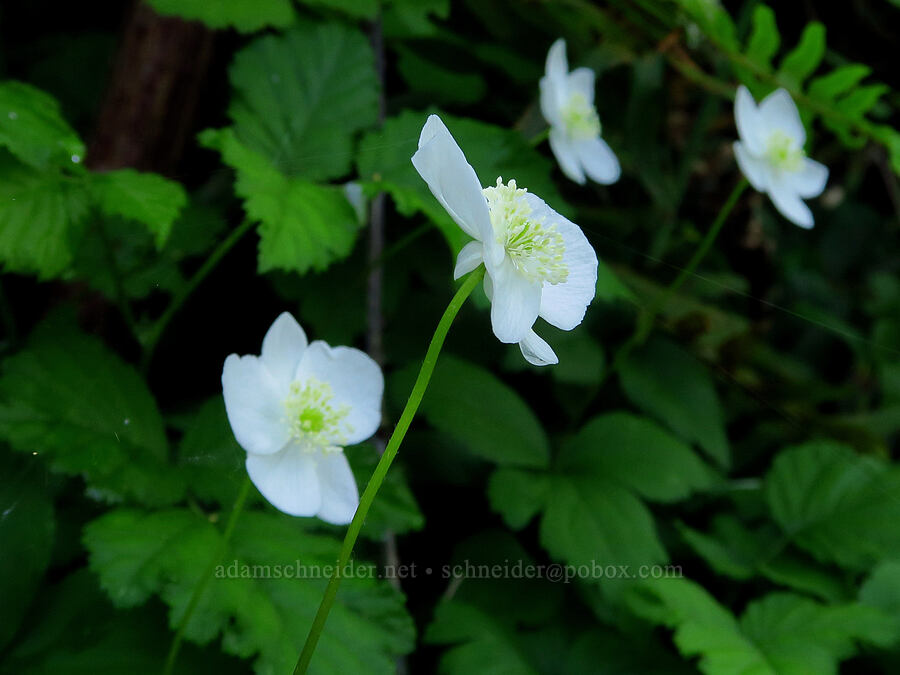 Columbia windflower (Anemone deltoidea (Anemonastrum deltoideum)) [Gorge Trail #400, John B. Yeon State Park, Multnomah County, Oregon]