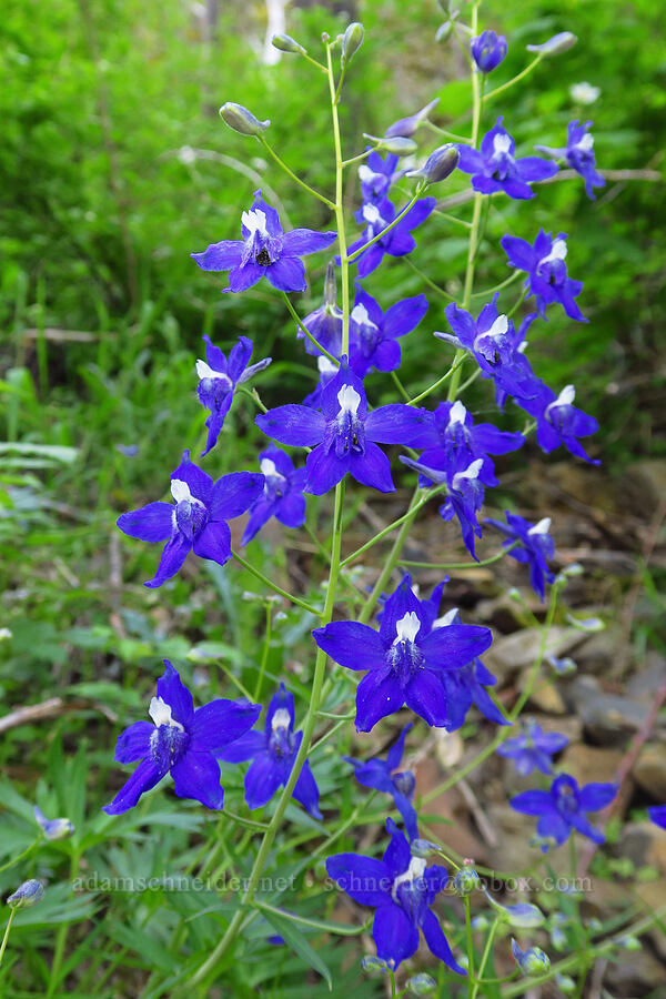 Columbian larkspur (Delphinium trolliifolium) [Upper McCord Creek Falls Trail, John B. Yeon State Park, Multnomah County, Oregon]