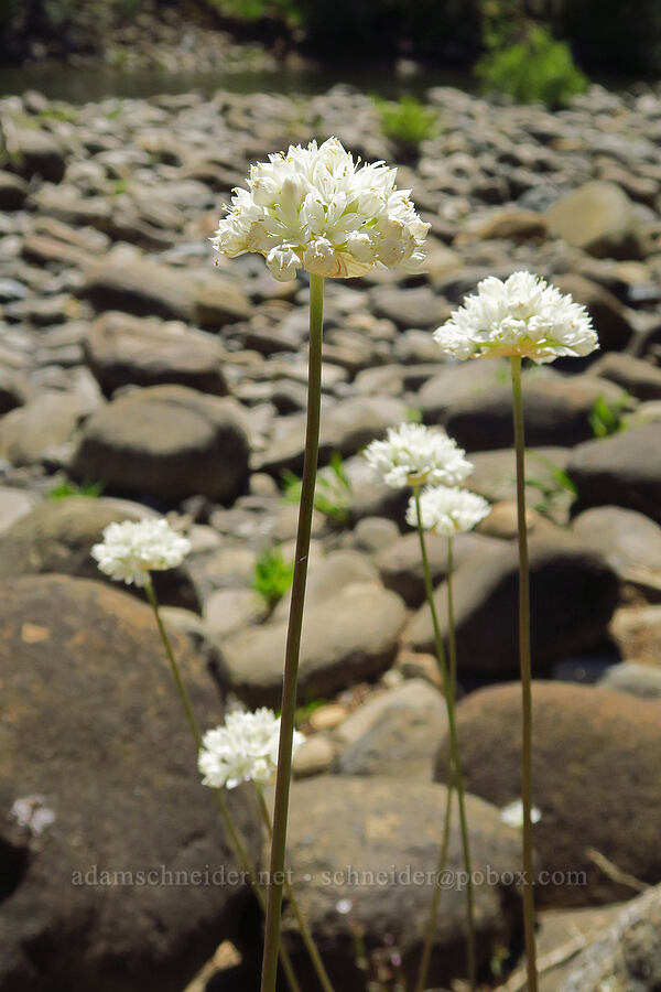 narrow-leaf onions (Allium amplectens) [Rough and Ready Botanical Area, Rogue River-Siskiyou National Forest, Josephine County, Oregon]