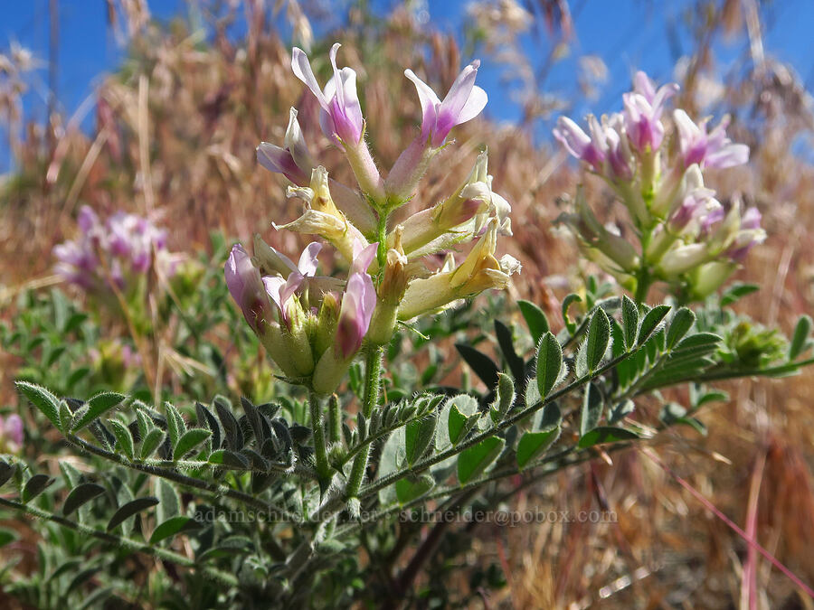 Columbia milk-vetch (Astragalus succumbens) [Horn Rapids Park, Benton County, Washington]