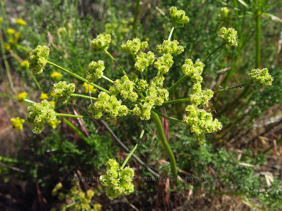 turpentine spring-parsley, going to seed (Cymopterus terebinthinus var. terebinthinus (Pteryxia terebinthina)) [Horn Rapids Park, Benton County, Washington]