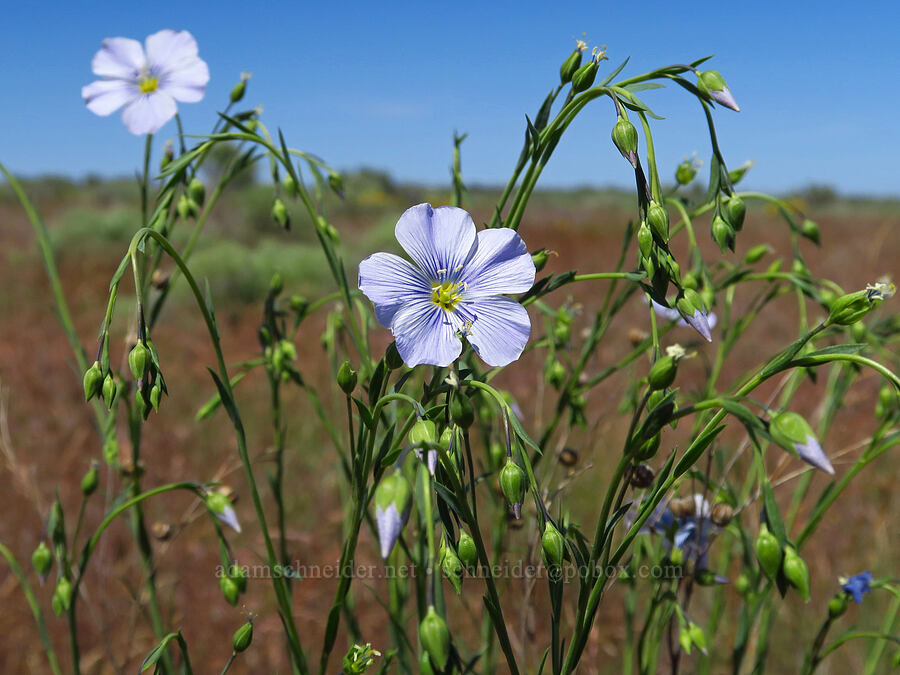 blue flax (Linum lewisii (Linum perenne var. lewisii)) [Rattlesnake Slope Wildlife Area, Benton County, Washington]