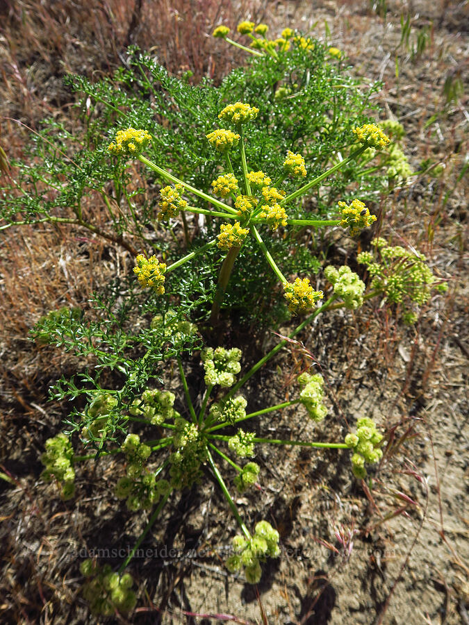 turpentine spring-parsley (Cymopterus terebinthinus var. terebinthinus (Pteryxia terebinthina)) [Amon Creek Nature Preserve, Richland, Benton County, Washington]