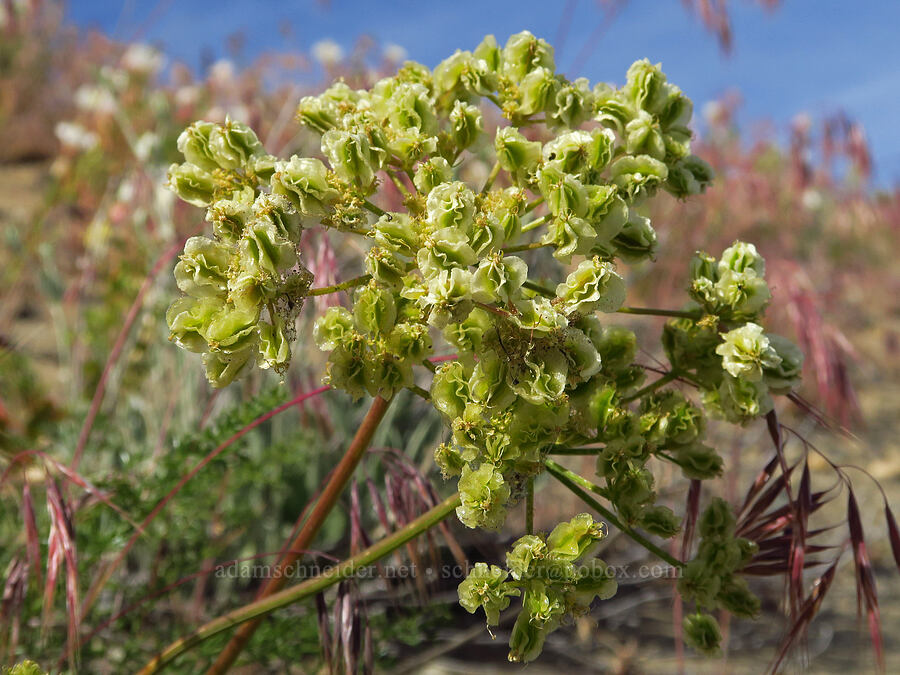 turpentine spring-parsley, going to seed (Cymopterus terebinthinus var. terebinthinus (Pteryxia terebinthina)) [Highway 24, Grant County, Washington]