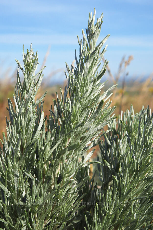 cut-leaf sagebrush (?) (Artemisia tripartita) [Saddle Mountains, Grant County, Washington]