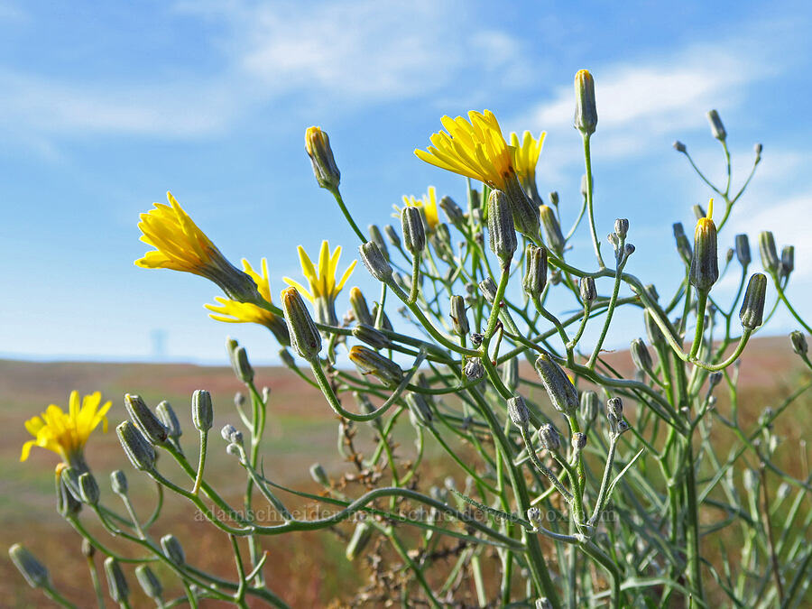 western hawksbeard (Crepis occidentalis) [Saddle Mountains, Grant County, Washington]