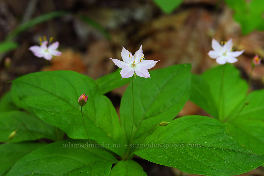 western starflower (Lysimachia latifolia (Trientalis borealis ssp. latifolia)) [Tygh Creek Trail, Mt. Hood National Forest, Wasco County, Oregon]