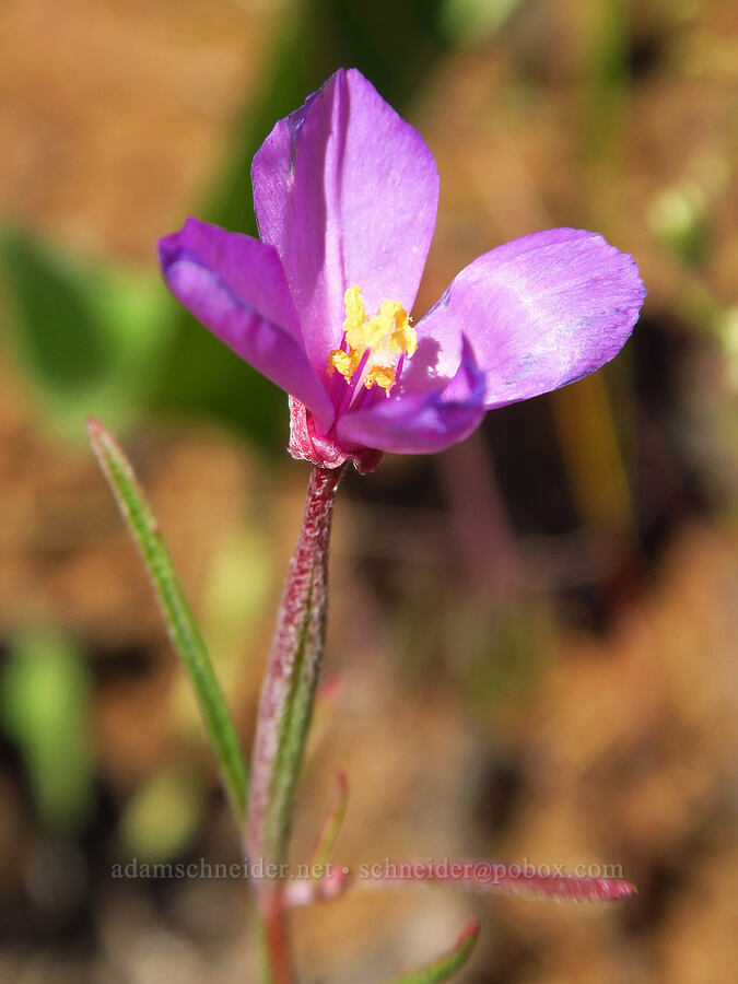slender clarkia (Clarkia gracilis ssp. gracilis) [Tygh Creek Trail, Mt. Hood National Forest, Wasco County, Oregon]