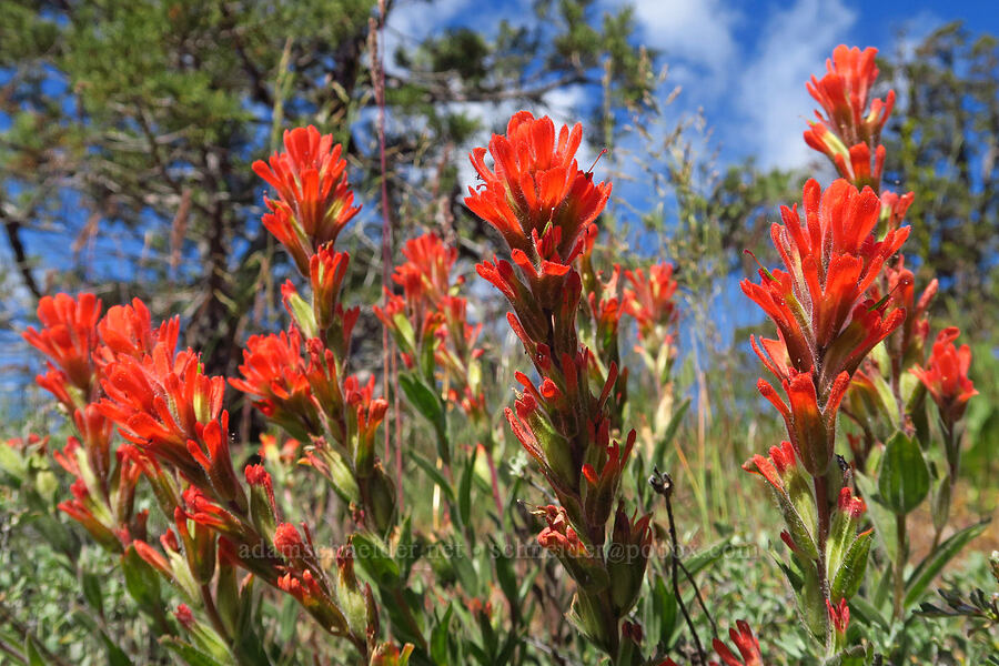 harsh paintbrush (Castilleja hispida) [Tygh Creek Trail, Mt. Hood National Forest, Wasco County, Oregon]