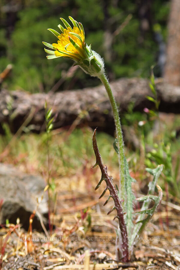 spear-leaf agoseris (Agoseris retrorsa) [Hootnanny Point, Mt. Hood National Forest, Wasco County, Oregon]