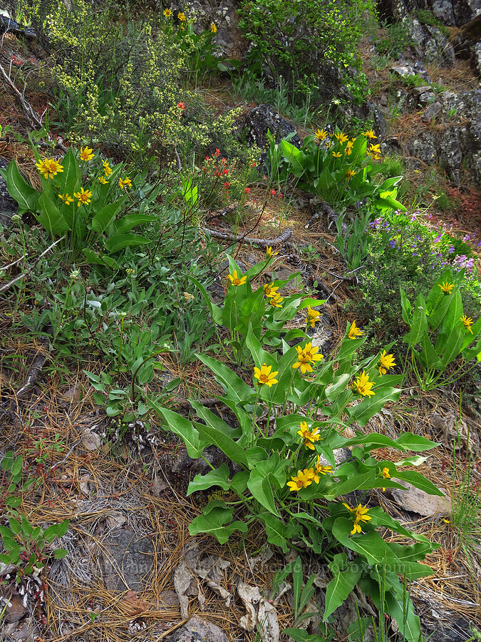 wildflowers (Balsamorhiza careyana, Castilleja sp., Penstemon fruticosus) [Hootnanny Point, Mt. Hood National Forest, Wasco County, Oregon]