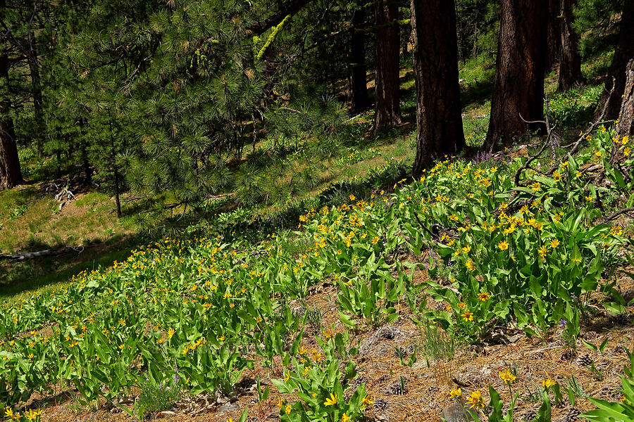 Carey's balsamroot (Balsamorhiza careyana) [Tygh Creek Trail, Mt. Hood National Forest, Wasco County, Oregon]