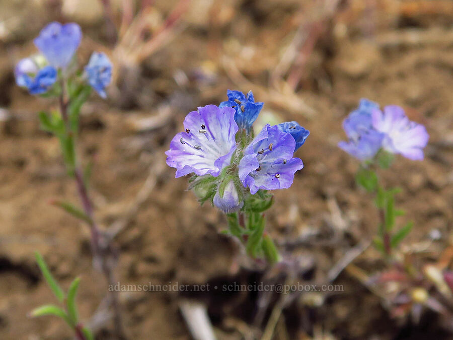 thread-leaf phacelia (Phacelia linearis) [Tygh Creek Trail, Mt. Hood National Forest, Wasco County, Oregon]
