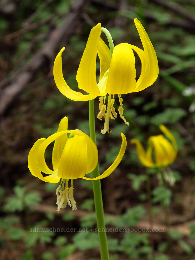 glacier lilies (Erythronium grandiflorum) [Jordan Butte, Mt. Hood National Forest, Wasco County, Oregon]