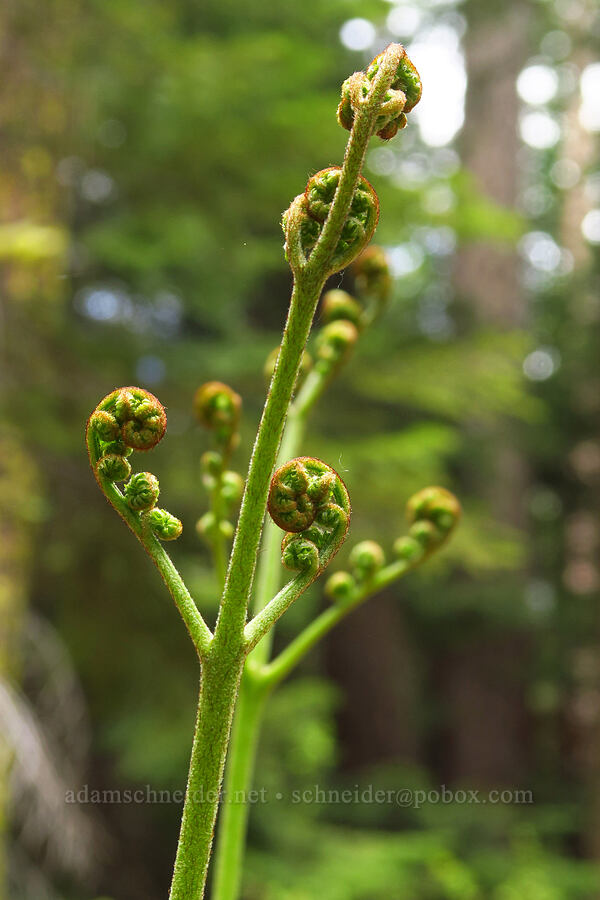 bracken fern (Pteridium aquilinum) [Tygh Creek Trail, Mt. Hood National Forest, Wasco County, Oregon]