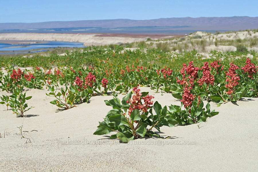 veiny/winged dock (Rumex venosus) [White Bluffs, Hanford Reach National Monument, Grant County, Washington]