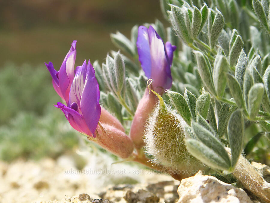 woolly-pod milk-vetch (Astragalus purshii) [White Bluffs Overlook, Hanford Reach National Monument, Franklin County, Washington]