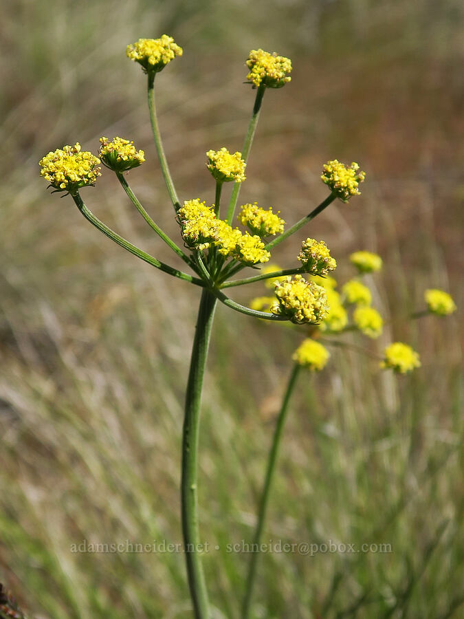 nine-leaf desert parsley (Lomatium triternatum var. triternatum) [above Whychus Creek, Crooked River National Grassland, Jefferson County, Oregon]