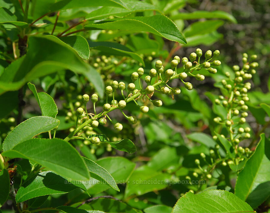 chokecherry, budding (Prunus virginiana) [Alder Springs Trail, Crooked River National Grassland, Jefferson County, Oregon]
