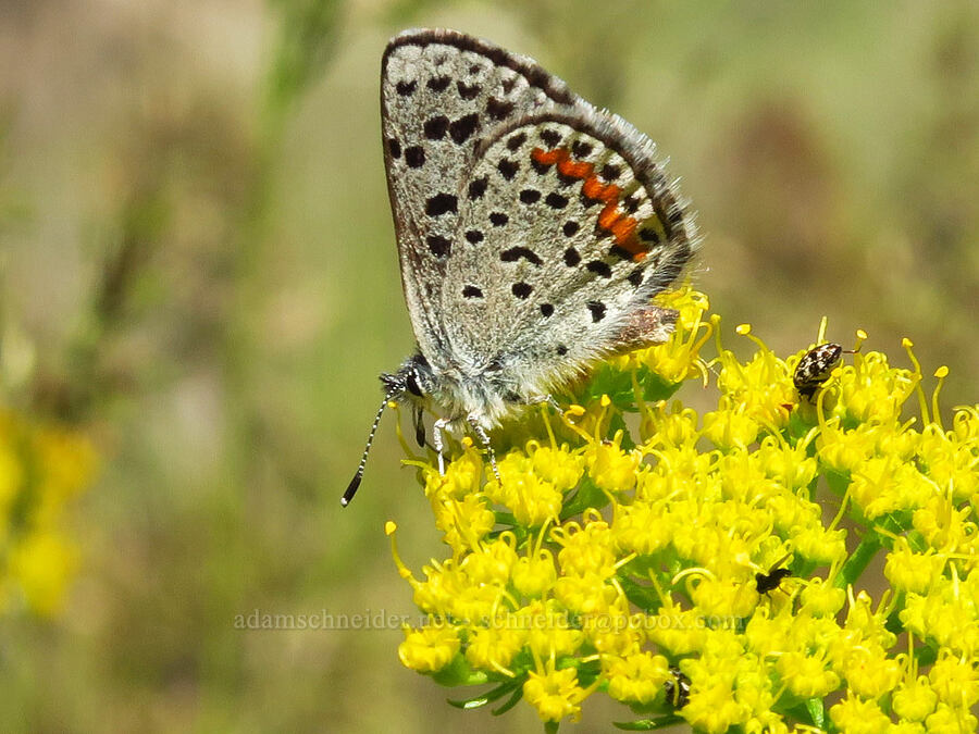 glaucon blue butterfly on spring parsley (Euphilotes glaucon, Cymopterus terebinthinus var. terebinthinus (Pteryxia terebinthina)) [Alder Springs Trail, Crooked River National Grassland, Jefferson County, Oregon]