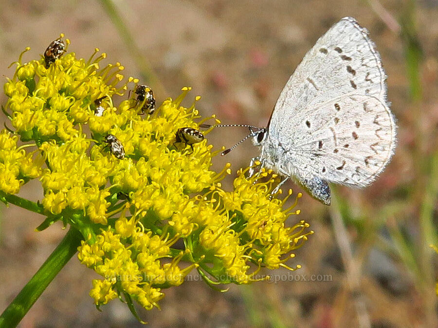 azure butterfly on spring parsley (Celastrina echo, Cymopterus terebinthinus var. terebinthinus (Pteryxia terebinthina)) [Alder Springs Trail, Crooked River National Grassland, Jefferson County, Oregon]