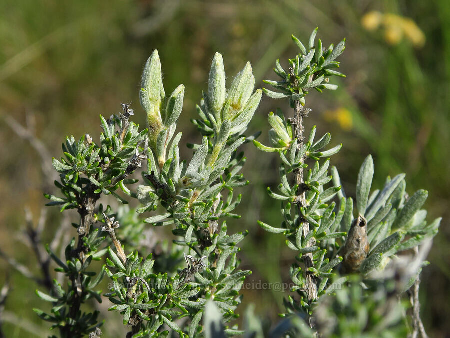 gray horse-brush, budding (Tetradymia canescens) [Alder Springs Trail, Crooked River National Grassland, Jefferson County, Oregon]
