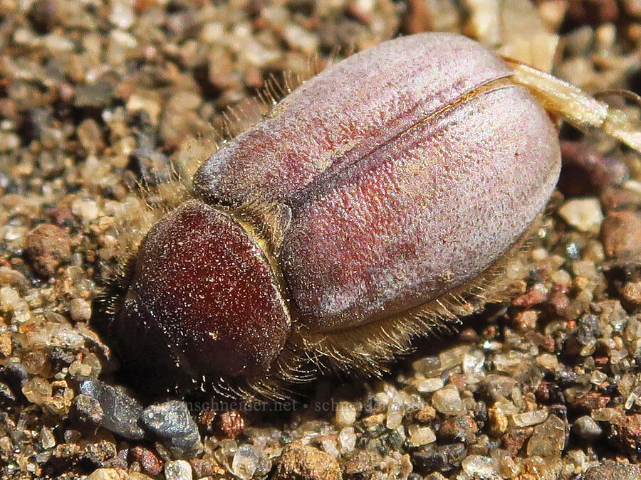 scarab beetle [Whychus Canyon Preserve, Deschutes County, Oregon]