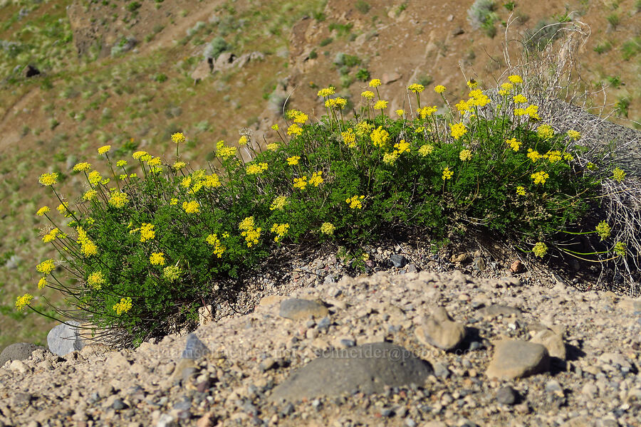 cliff-top turpentine spring-parsley (Cymopterus terebinthinus var. terebinthinus (Pteryxia terebinthina)) [Scout Camp Trail, Deschutes Canyon-Steelhead Falls WSA, Jefferson County, Oregon]