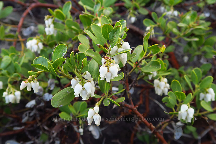 pine-mat manzanita (Arctostaphylos nevadensis) [Bachelor Mountain Trail, Willamette National Forest, Linn County, Oregon]