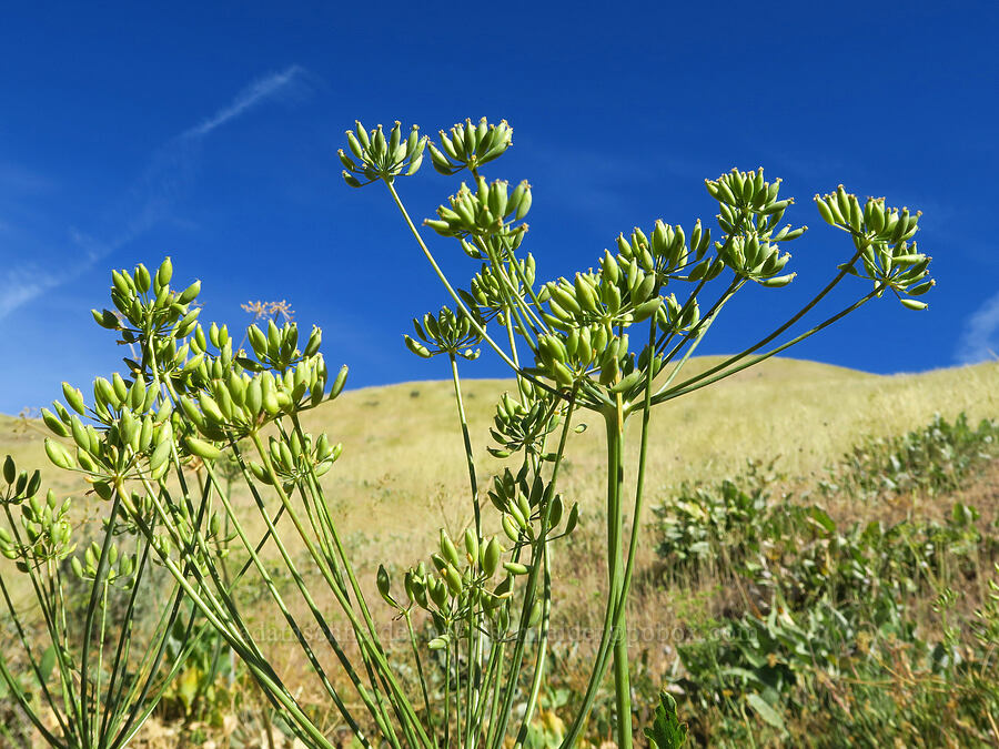 bare-stem desert parsley, going to seed (Lomatium nudicaule) [Cashmere Canyons Preserve, Okanogan-Wenatchee National Forest, Chelan County, Washington]