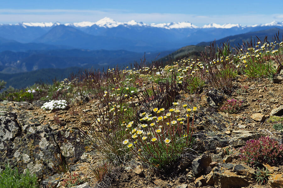wildflowers (Erigeron compositus, Douglasia laevigata (Androsace laevigata), Phlox diffusa) [Chumstick Mountain, Okanogan-Wenatchee National Forest, Chelan County, Washington]