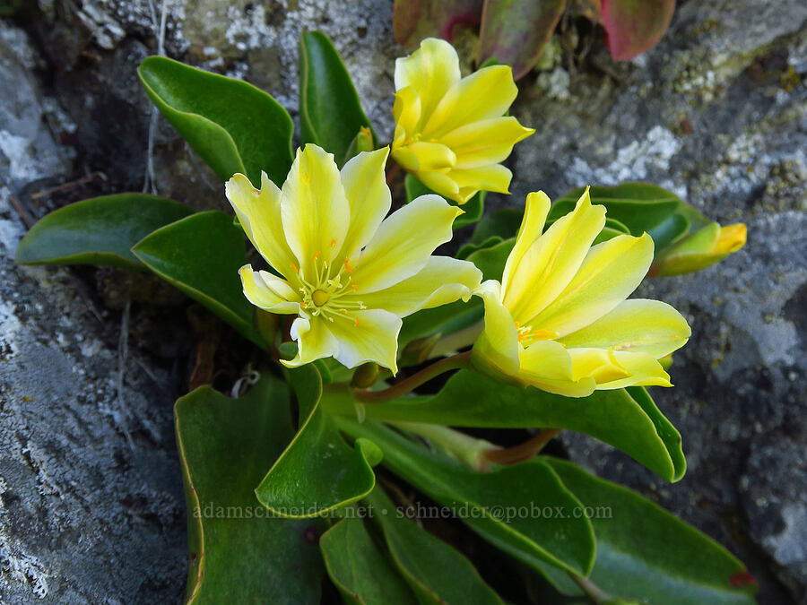 unusually yellow Tweedy's lewisia (Lewisiopsis tweedyi (Lewisia tweedyi)) [southeast of Chumstick Mountain, Okanogan-Wenatchee National Forest, Chelan County, Washington]