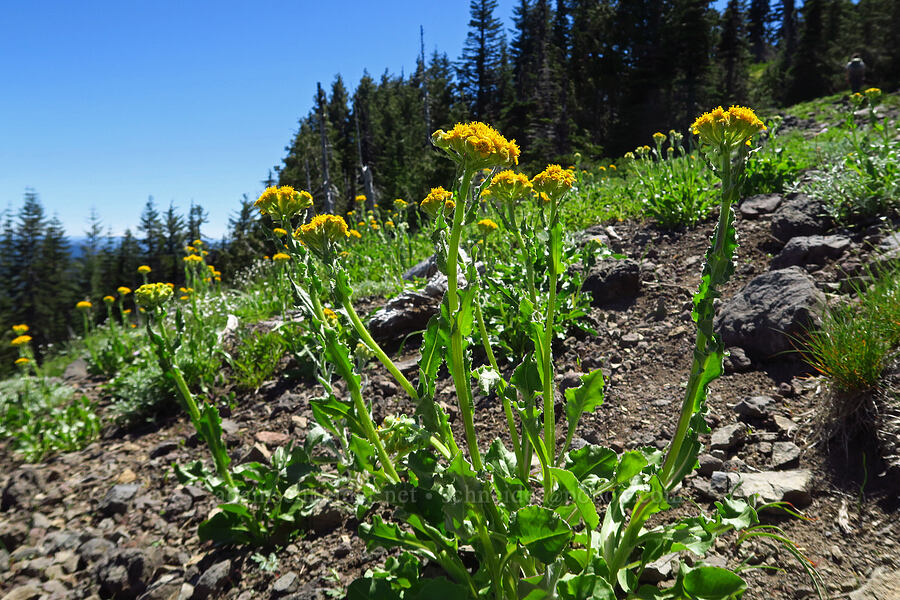 western groundsel (Senecio integerrimus) [South Peak, Willamette National Forest, Linn County, Oregon]