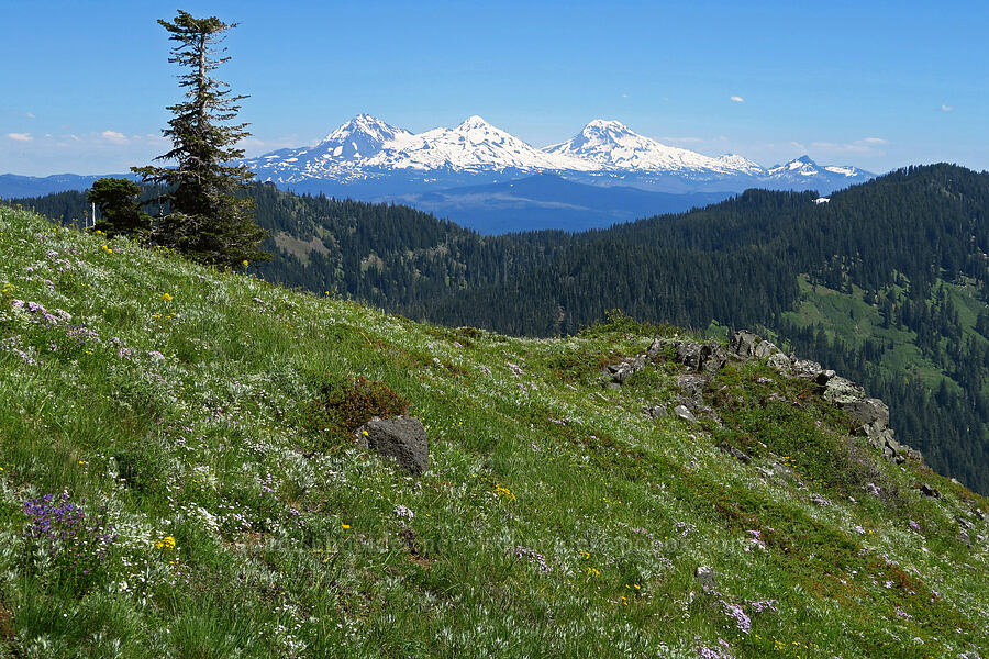 wildflowers & Three Sisters (Erysimum capitatum, Cerastium arvense, Penstemon procerus, Phlox diffusa, Senecio integerrimus) [South Peak, Willamette National Forest, Linn County, Oregon]