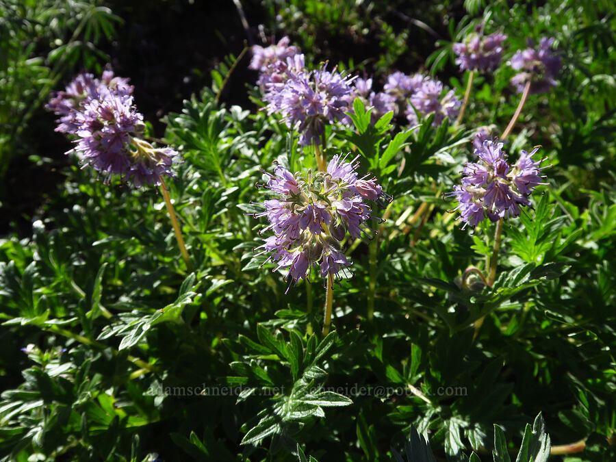 western waterleaf (Hydrophyllum occidentale) [Cone Peak, Willamette National Forest, Linn County, Oregon]