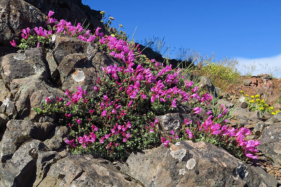 cliff penstemon (Penstemon rupicola) [Cone Peak, Willamette National Forest, Linn County, Oregon]