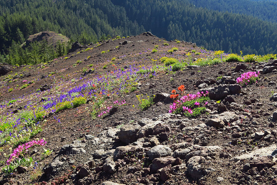 wildflowers (Penstemon rupicola, Delphinium menziesii, Ivesia gordonii var. alpicola (Potentilla gordonii var. alpicola), Ipomopsis aggregata, Phacelia hastata) [Cone Peak, Willamette National Forest, Linn County, Oregon]