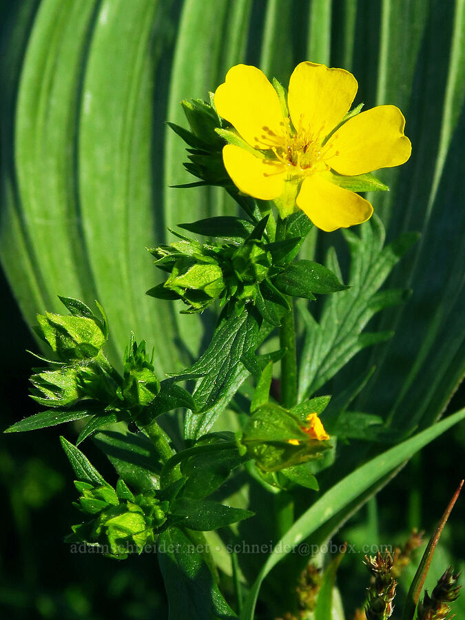 Drummond's cinquefoil (Potentilla drummondii) [Tombstone Prairie, Willamette National Forest, Linn County, Oregon]