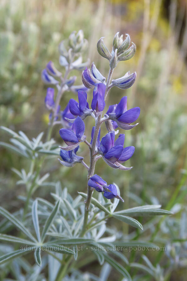 spurred lupine (Lupinus arbustus) [south of Domingo Pass, Pueblo Mountains, Harney County, Oregon]