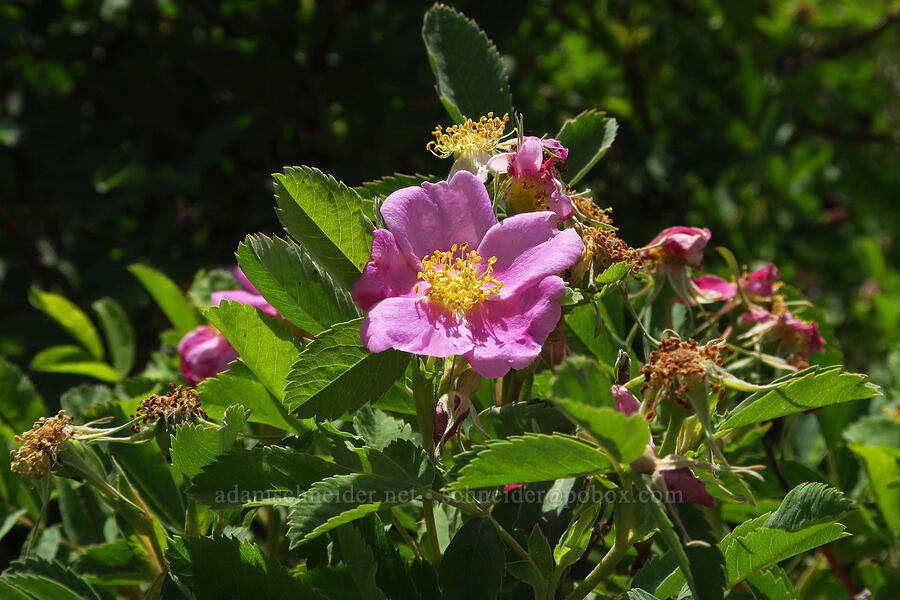 wild rose (Rosa sp.) [Whitehorse Ranch Road, Harney County, Oregon]