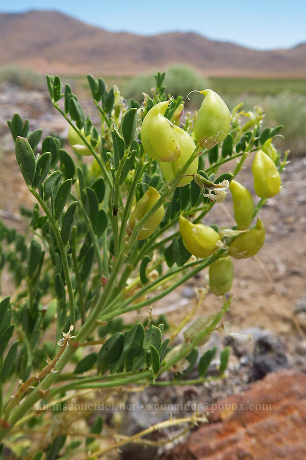 freckled milk-vetch (Astragalus lentiginosus) [Denio-Adel Road, Humboldt County, Nevada]