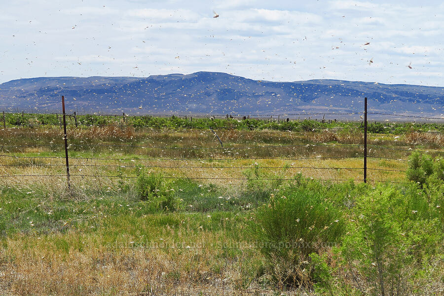 grasshoppers [Bog Hot Valley, Humboldt County, Nevada]